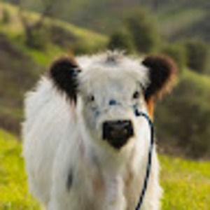 Meet your Posher, Dacoda